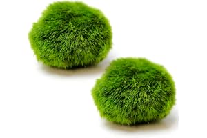Ameble 2-pack levande Marimo mossbollar för akvarium akvarium akvariedekoration, 3,46–3,57 cm gröna vattenväxter för Betta, r
