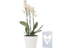 POSTABLOOM White Phalaenopsis Orchid Plant | Free UK Delivery | Pot Included | Free Personalised Card & Message | Our Orchids are The Perfect Indoor House Plants | Ideal Fresh Flower Gift for The Home