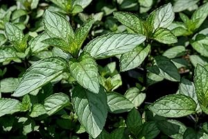 COUNTRY CLIMBERS & GARDEN FAVOURITES Chocolate Mint Aromatic herb Plant Bees Butterflies Ground Cover 9cm Pot