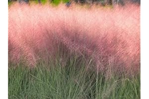 GROW YOUR SECRET GARDEN Rosa Haargras 10 Samen, Muhlenbergia,Ziergras, (Mulhy Grass)