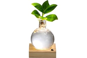 Dehner Waterplant Balsamapfel, Clusia rosea Princess, Wasserpflanze im Kugelglas, mit Holzuntersetzer und LED-Beleuchtung, 20 x 9 x 9 cm, Zimmerpflanze