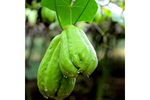 Oce180anYLVUK Semi di chayote, 20 pezzi/borsa Semi di chayote Sunshine necessitano di vitamina inclusa semi di piante di chayote per giardino Chayote Seeds