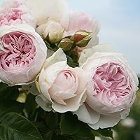 Parfuma Herzogin Christiana Beetrose, creme-zartroa, 12 x 12 x 40 cm