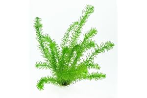 WFW WASSERFLORA 2 Töpfe Wasserpest/Egeria Densa, winterharte Sauerstoffpflanzen, Klärpflanzen im Topf