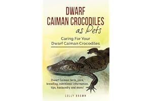 Dwarf Caiman Crocodiles as Pets: Dwarf Caiman facts, care, breeding, nutritional information, tips, husbandry and more! Caring For Your Dwarf Caiman Crocodiles