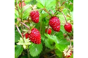PREMIER SEEDS DIRECT - Alpine Strawberry Regina - 500 Finest Seeds