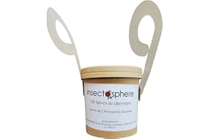 INSECTOSPHERE 100 Larves de Chrysopes – Lutte Biologique Anti-Pucerons, Thrips, Cochenilles, Araignées rouges – Insectes Auxiliaires Naturels pour Jardin, Potager, Serre et Plantes d’Intérieur – Sans Insecticide