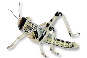 Livefood UK Live Locusts Large size 30mm to 40mm 1 tub of 25 Large Hoppers