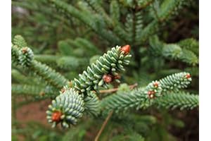 TU PROPIO JARDÍN 10 Semillas de Abies Pinsapo