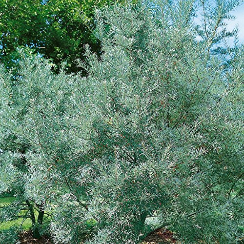 Sanddorn Busch, männlich, 1 Pflanze - 3