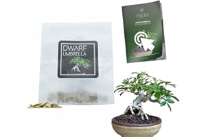 YUGEN BONSAI 30 Dwarf Umbrella Bonsai Seeds | Schefflera Arboricola | Growing Guide | Grow Your Own Bonsai Tree | Bonsai Beginners and Enthusiasts