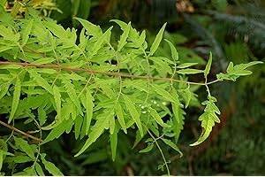 GREEN FUTURE PFLANZENHANDEL Essigbaum Rhus typhina 'Tiger Eyes' Pflanze 15-20cm Hirschkolbensumach Rarität