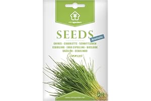 Ciboulette, Graines prêt à Pousser Minigarden, 100% Naturelles sans Propagateurs Chimiques ni Génie Génétique, inclut entre 1600 et 2000 graines