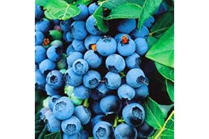 GARDENERSDREAM PIANTA DI MIRTILLO BLUECROP DA 9CM