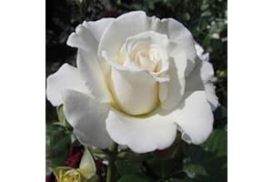 GORGEOUS GARDEN ROSES Special Grandchild - 5.5lt Potted Floribunda Garden Rose Bush - Shapely Cream White Blooms with Lemon centres, Strong Fragrance, Ideal Rose for Grandchildren - Exclusive!