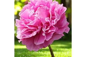 Carbeth Plants 1 x Peony Alex Fleming Paeonia Spring Bare Roots - Pink Hardy Fragrant Spring Summer Flowering Perennial - Easy to Grow UK Garden Favourite - Grow in Borders, Beds and Pots