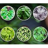 Basilikum-Samen-Mix 6 x 250 Basilikumsamen aus Portugal Saatgut mehrjährig