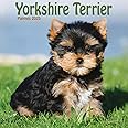 Yorkshire Terrier Puppies Mini Wall Calendar 2025 (PFP)