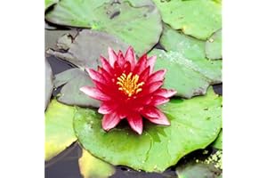 Nénuphar Nymphaea Attraction - 1 plante