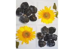 VECCHIO BORGO TARTUFI & FUNGHI 100g frische schwarze Trüffel ab 30g- Sommertrüffel - Tuber Aestivum Vitt- tiefgefroren in innovativer Art- wie frisch- erste Wahl- Express Versand
