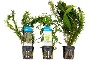 Bloomique - 3er Set - Aquarium Pflanzen Echt - Aquarium Zubehör - Wasserpflanzen - Reinigend - Sauerstoff - Wasserpest, Wassernabel, Sumpffreund - Höhe 15-20 cm