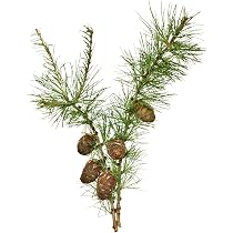 100 Samen Weitanne, Abies alba, Baum Samen, Tanne, Nadelbaum, Waldbaum :  Amazon.de: Garten