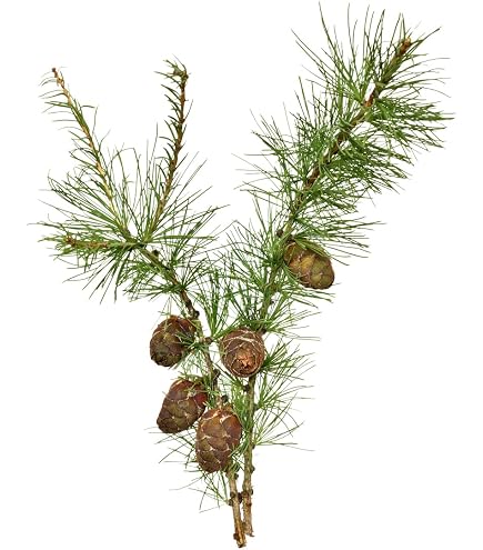 kaktus cena KAKTUS SZTUCZNY AKSAMITNY | Dobra Cena | Sklep Online