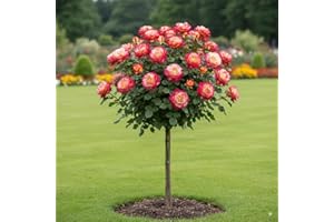 EUROPA GREEN Rosier sur Tige - 120 cm de Hauteur - pour Pots et Pleine Terre - Idéal pour Balcon, terrasse, Petit Jardin (Double Delight)