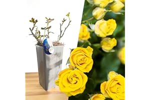 BLUE MAGIC DESIGN Mature Plant Fragrant Yellow Bush Rose 'Sunshine Lady' in 2L Pot: Well-Developed Roots, Ideal for Creating Vibrant Border Displays