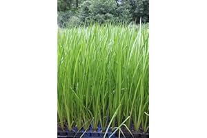 WASSERPFLANZEN WOLFF - Acorus calamus - Indischer Kalmus - fertig im PFLANZKORB - winterhart - QUALITÄTSSTAUDE - durchwurzelt