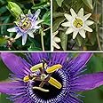 You Garden - 3 x Passiflora Supplied in 9cm Pots - Exotic Passion Flowers for Gardens - Perfect in Pots for Patios - Passion Vine Garden Ready Plants in Pots - Perfect for Exotic Gardens