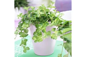 GARDENERSDREAM Peperomia rotundifolia | Trailing Jade Plant | Compact 10-15cm Potted Houseplant