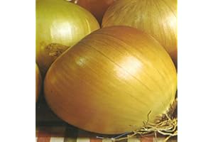 PRETTY WILD SEEDS Vegetable Seeds 60+ Varieties Carrot Pumpkin Cabbage Pea Tomato SWEETCORN Bean Turnip Swde Brussel Onion Cauliflower Fennel Beetroot Herbs (Onion Rijnsburger Approx. 50 Seeds)