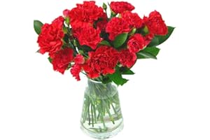 Clare Florist Red Carnations Fresh Flower Bouquet - Beautiful Flowers for All Special Occasions