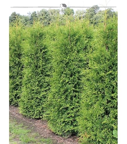 Thuja Smaragd 180-200 cm. 5 Lebensbume. Immergrn, Winterhart, Sichtschutz  : Amazon.de: Garten