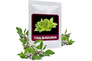MAGIC OF NATURE Basilic Thaïlandais 100 graines (Ocimum Basilicum) - une plante très appréciée pour la cuisine asiatique