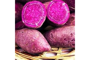 Benoon Semillas De Camote, 50Pcs / Bolsa Semillas De Camote Fuerte Supervivencia Patata Morada Refrescante Fácil De Cultivar Semillas De Hortalizas Para Jardín Semillas de camote morado