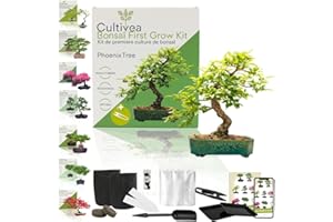 CULTIVEA® First Bonsai Kit – Grow Your Own Bonsai Tree Indoors – Complete Starter Set with Seeds & Accessories – Indoor Gardening Gift | Made in France (Phoenix Tree)