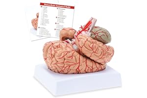 RONTEN Anatomisches Modell des menschlichen Gehirns, farbiges Gehirn, anatomisch genaues Gehirnmodell für Wissenschaftsklassenunterricht, medizinisches Modell (8 Teile)