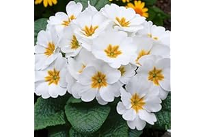 Carbeth Plants Primrose Primula Flowering Bedding Plants - Hardy Low Maintenance Perennials - Garden Ready Shrubs for Beds, Borders and Patio Pots (White Primrose, 2 Trays (12 Plants))