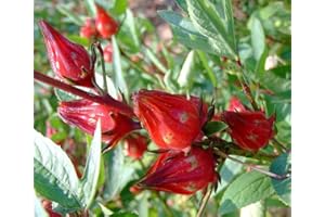 SEEDSOWN Hibiscus sabdariffa, Hibisco Rosella, de rápido Crecimiento y floración, 10 Semillas