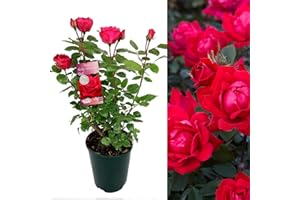CARBETH PLANTS Ruby Wedding Rose Bush - 40th Wedding Anniversary Plant - Give a Living Gift (1 Plant with Plant Feed - ADD Plant Feed for £1 Promotes Bigger Flowers, Healthy Root System & Greener Foliage)