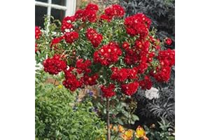 GORGEOUS GARDEN ROSES Rambling Rosie - Bareroot Full Weeping Standard Rose (Ave Flowering Height 180cm) - Fantastic Displays of Trailing Crimson Red Blooms