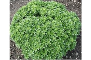 PREMIER SEEDS DIRECT - HERB - Basil - Dwarf Greek - 1200 Finest Seeds