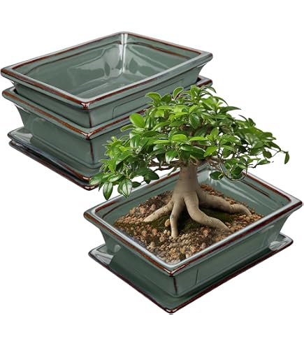Bonsai - Untersetzer eckig 31,5 x 24,5 cm, grn 53302: Amazon.de: Garten