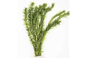 BIOTOPE AQUATICS LTD - 5 plantas acuáticas Elodea densa para oxigenar acuarios o estanques