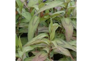NEWLANDS 6 Vietnamese Coriander herb Plug Plants. *New Pack* Herb Garden. Spice Cooking. Grow Your Own. Plants