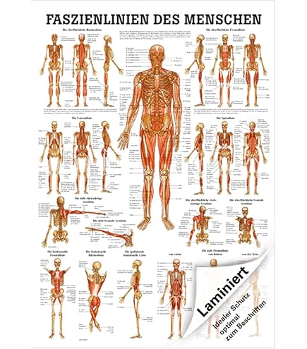 Mini Poster Anatomico Muscoli Spalla - 34x24 Cm - Didattico Per Body Building E Allenamento Forza