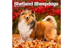 Shetland Sheepdogs - Shetland Sheepdog - Sheltie 2026 - 16-Monatskalender: Original BrownTrout-Kalender [Mehrsprachig] [Kalender]