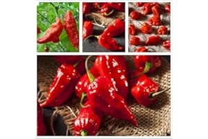 HUA XIAN ZI Ghost Hot Pepper Seeds-bhut jolokia Red 1,000,000 shu 3oz Organic Hot Chili Vegetable Seed Organic"Carolina Reaper" Pepper Seeds (hot Chilli) (20 + semi)
